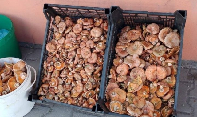Kanlıca mantarı 250 liradan tezgahtaki yerini aldı