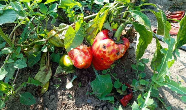 Kapya biberi hastalık vurdu