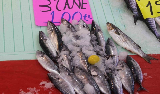 Karadeniz'de palamut bereketi: 3 tanesi 100 liraya kadar düştü