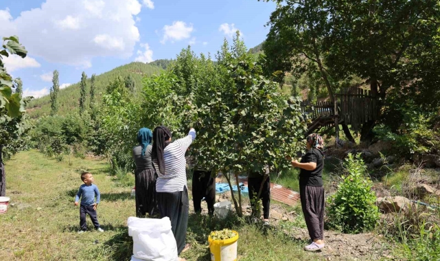 Karadeniz'den aldığı fındık fidesini Adana'da ekti, şimdi hasat ediyor