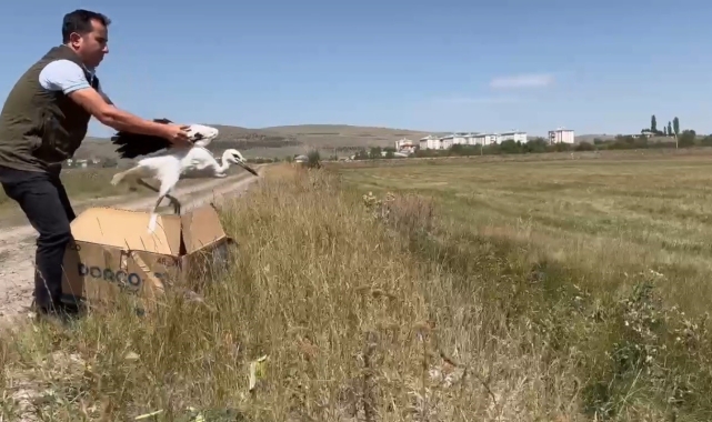 Kars'ta tedavi edilen leylekler doğaya bırakıldı