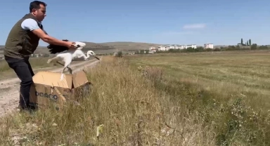 Kars'ta tedavi edilen leylekler doğaya bırakıldı