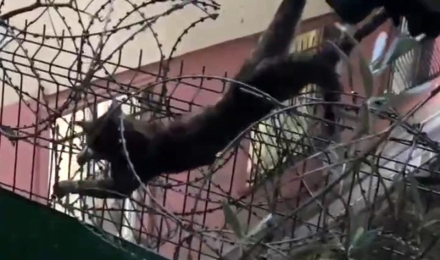 Kartal'da dikenli tellere sıkışan kedi böyle kurtarıldı