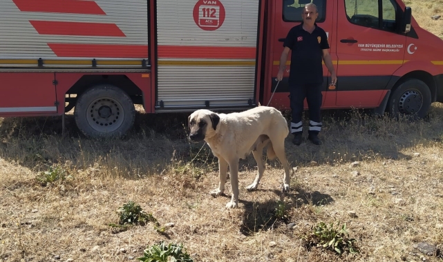 Kayalıklarda mahsur kalan köpek kurtarıldı