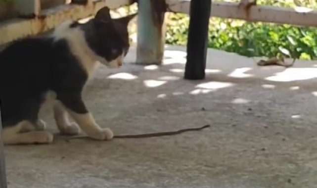 Kedi bu kez fareyle değil yılanla oynadı