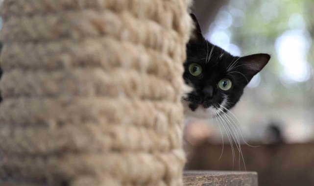 'Kedi Kasabası' Türkiye'de örnek