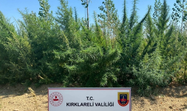 Kırklareli'nde 1 milyon 896 bin 550 kök kenevir ele geçirildi