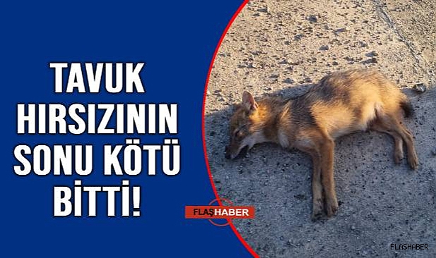 KÜMES SEVDASI CANINDAN ETTİ!