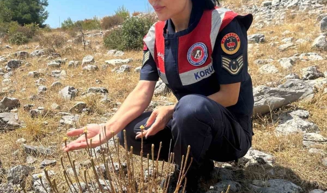 Kuşadası'nda 11 adet kaldı, koparmanın cezası 387 bin lira
