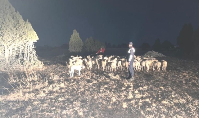 Kütahya'da kaybolan 92 küçükbaş hayvanı jandarma buldu
