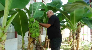 Malatya'da olmaz denileni başardı, serada muz yetiştirdi