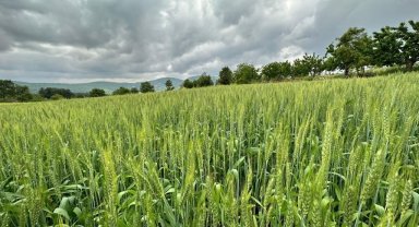 Manisa Büyükşehir'den hayvan üreticilerine yem bitkisi tohumu
