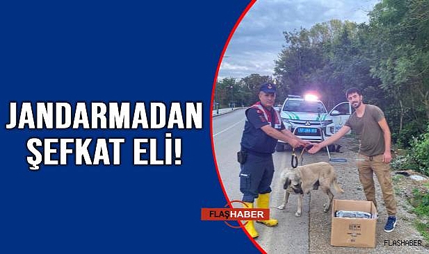 MENFEZE SIKIŞAN KÖPEKLERİ JANDARMA KURTARDI!