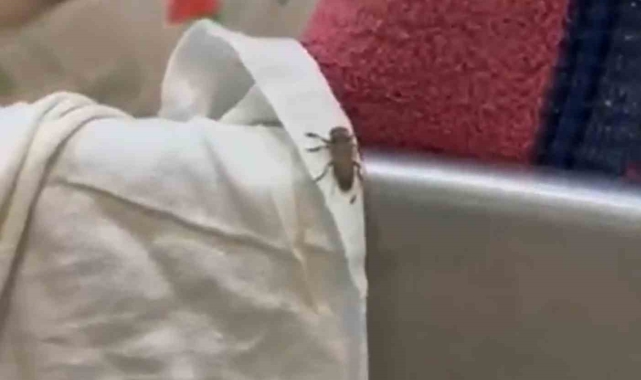 Mide bulandıran şartlarda gıda üreten 3 işletme mühürlendi