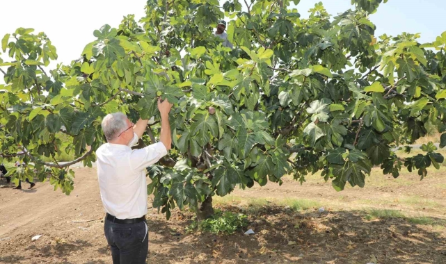 Mudanyalı üreticilere çifte müjde