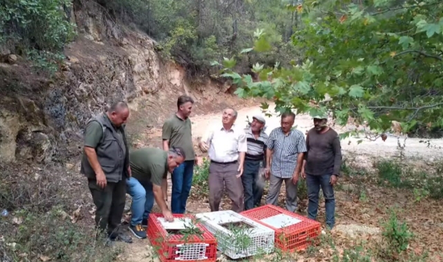 Muğla'da keklikler doğaya salındı