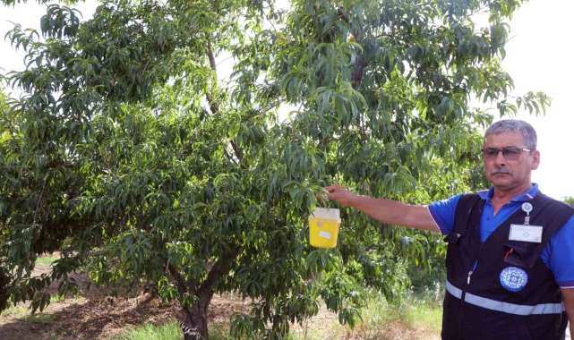 Narenciye üreticisinin kâbusu Akdeniz Meyve Sineğine tuzak