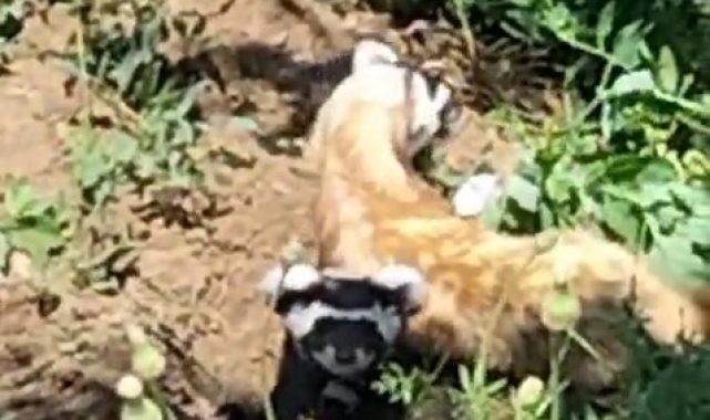 Nesli tükenmekte olan Alaca Sansar, Yozgat'ta görüntülendi