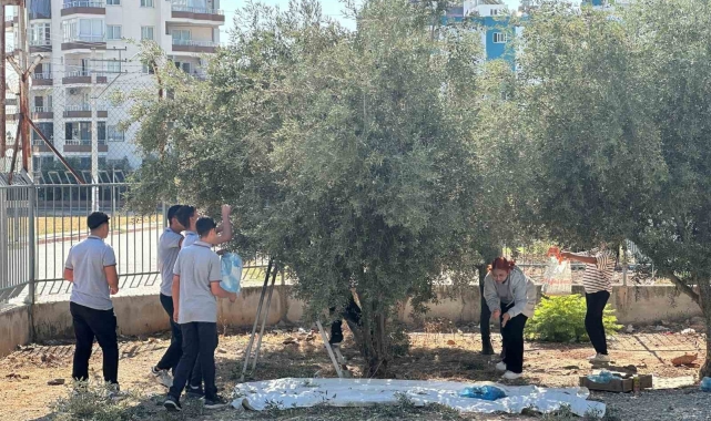 Öğrenciler okul bahçesinde zeytin topladı