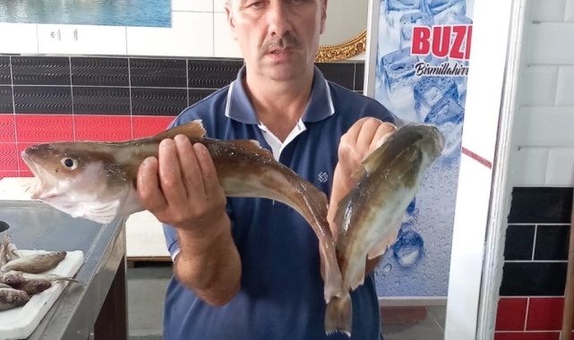 Ordu'da balıkçılar 1,5 kilogramlık mezgit yakaladı