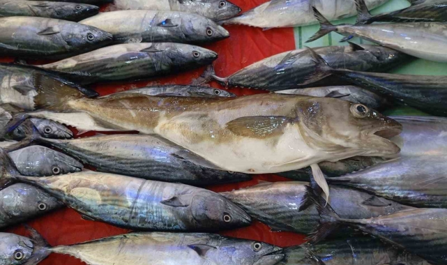 Ordu'da balıkçıların ağına 1 kilogramlık mezgit balığı takıldı
