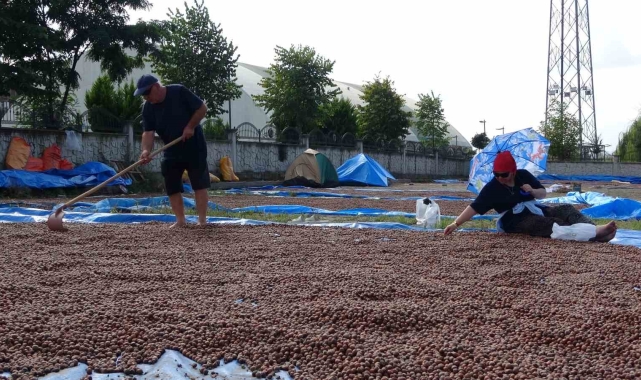 Ordu'da üreticilerin zorlu fındık kurutma mesaisi