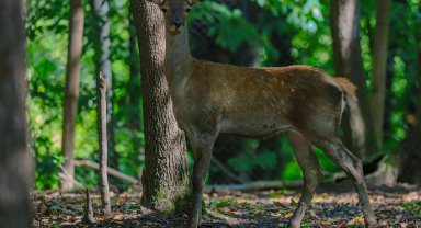 Ormanya'da üretilen kızıl geyikler doğaya salınacak