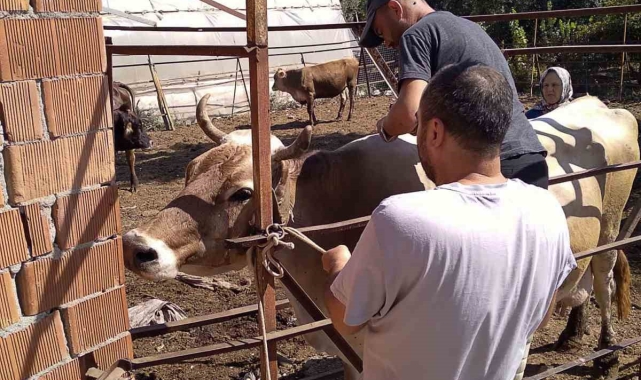 Ortaca'da hayvan sağlığı için çalışmalar devam ediyor