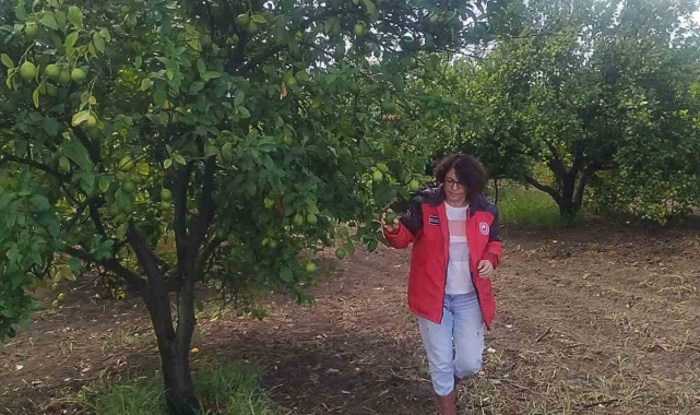 Ortaca'da narenciye ve pamuk bahçelerinde hasat öncesi kontroller tamamlandı