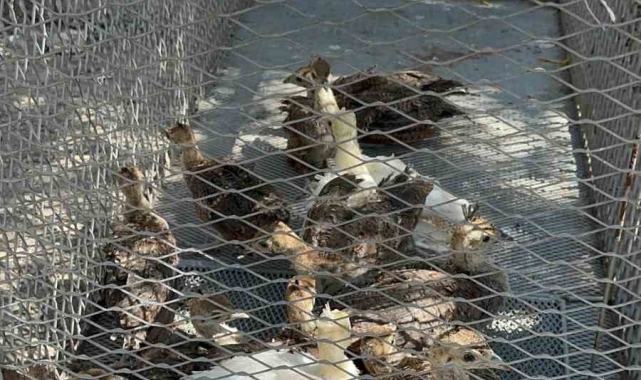 Osmaniye'de çiftlikte izinsiz tavus kuşu besleyen kişiye ceza