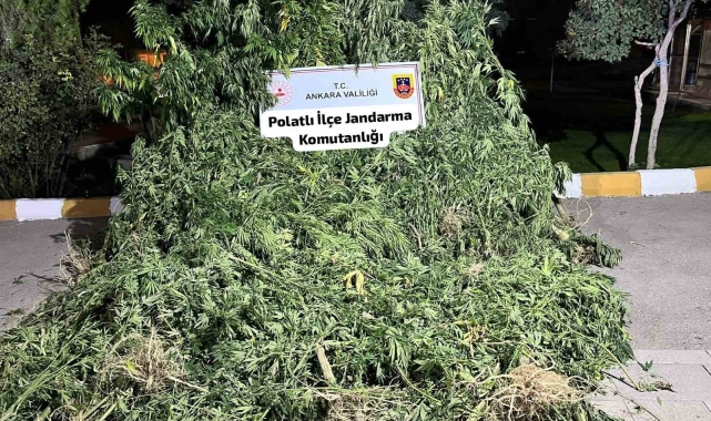 Polatlı'da tarlaya ekilmiş 240 kök kenevir ele geçirildi