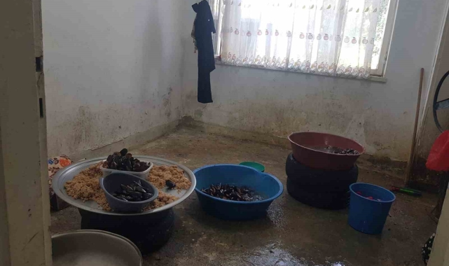 Sağlıksız midyelere zabıta el koydu