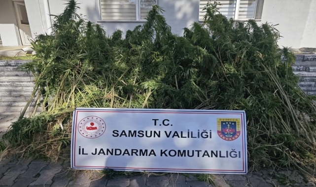 Samsun'da jandarma 728 kök kenevir ele geçirdi