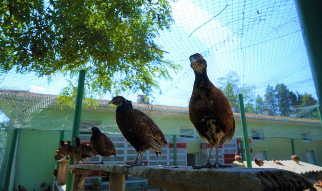 Samsun&#039;da 21 yılda 270 bin sülün yetiştirilerek doğaya salındı