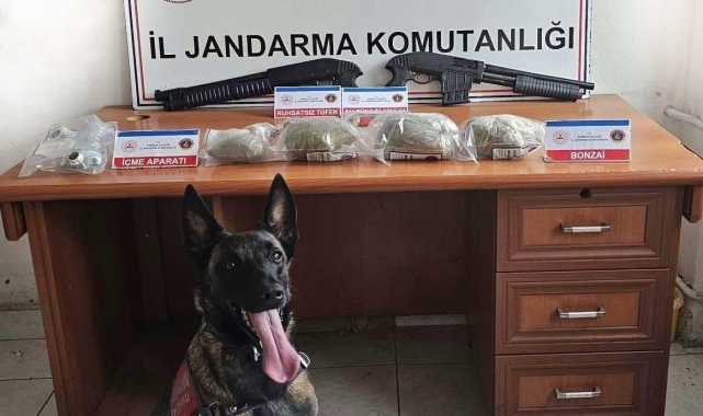 Samsun'da jandarma 3 kilo bonzai ele geçirdi