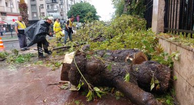 Samsun'da sağanak ağaç devirdi