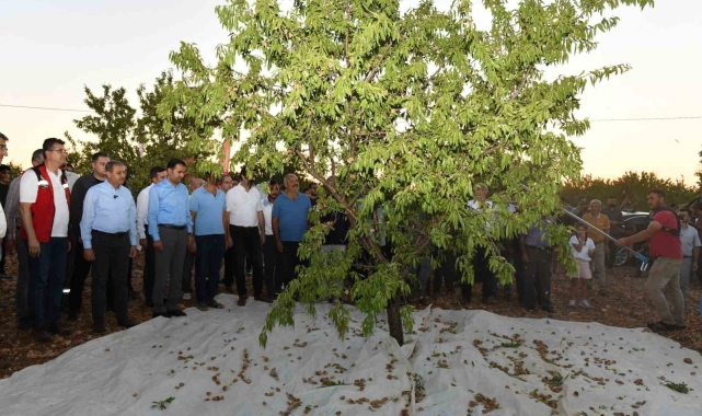 Şanlıurfa'da badem hasadı çiftçiyi memnun etti