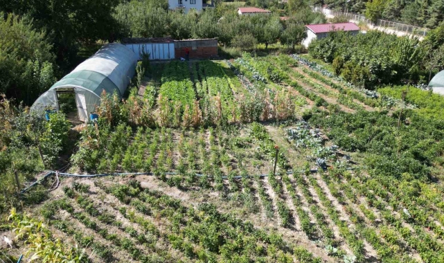 Sıcak ülkelerin meyvelerini Tokat'ta yetiştiriyor