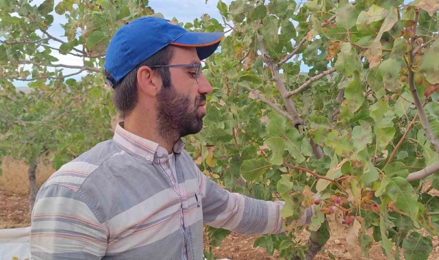 Siirt'te fıstık hasadı: Verim çiftçinin yüzünü güldürdü