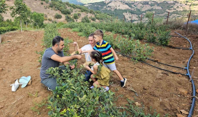 Sındırgı'da Aronya hasadı başladı