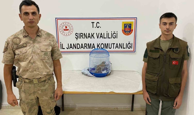 Şırnak'ta kınalı keklik avlayan şahıs jandarmaya yakalandı: 13 bin 922 TL ceza kesildi