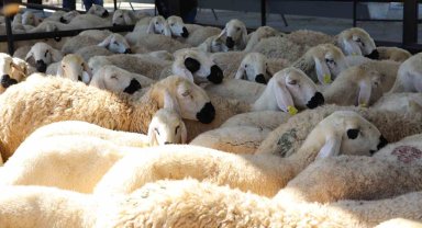 Sivas'ta 6 şanslı yetiştirici koyun ve koçlarına kavuştu