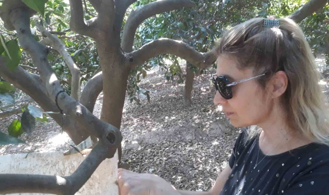 Söke'de zararlılara karşı tuzak kontrolleri yapıldı
