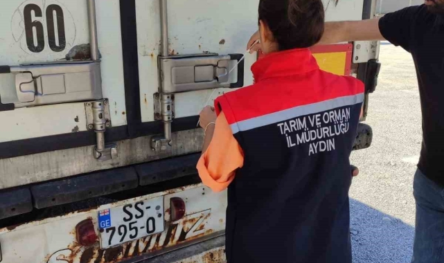 Söke'den Rusya ve İtalya'ya balık ihracatı