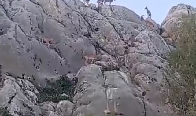 Tarihi mahalle Harput&#039;ta dağ keçileri sürü halinde görüntülendi