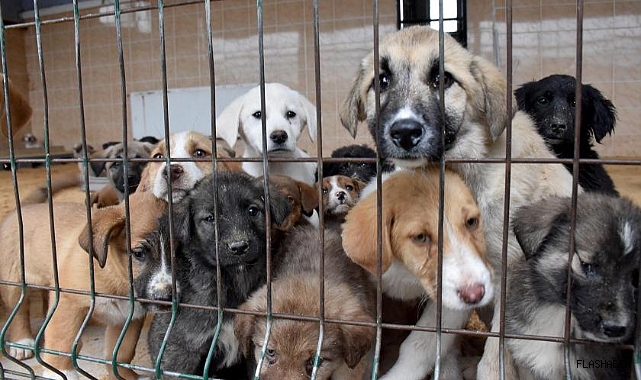 TARTIŞMALI DÜZENLEME İNCELENECEK!
