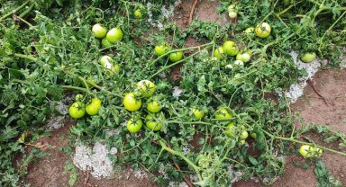 Tatvan'da dolu yağışı etkili oldu: Ekinler zarar gördü, yollar su altında kaldı