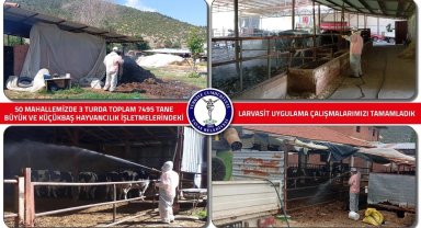 Tavas Belediyesi 7 bin hayvan işletmesinde larvasit ilaçlaması yaptı