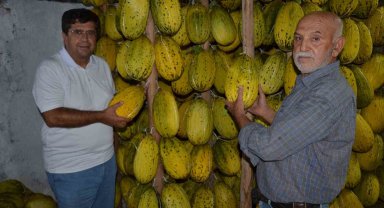 Tescilli Kırkağaç kavunları kış sofraları için askıya alınıyor