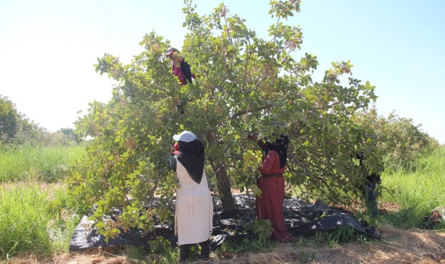 TİGEM&#039;de 2 bin 300 işçi ile fıstık hasadı